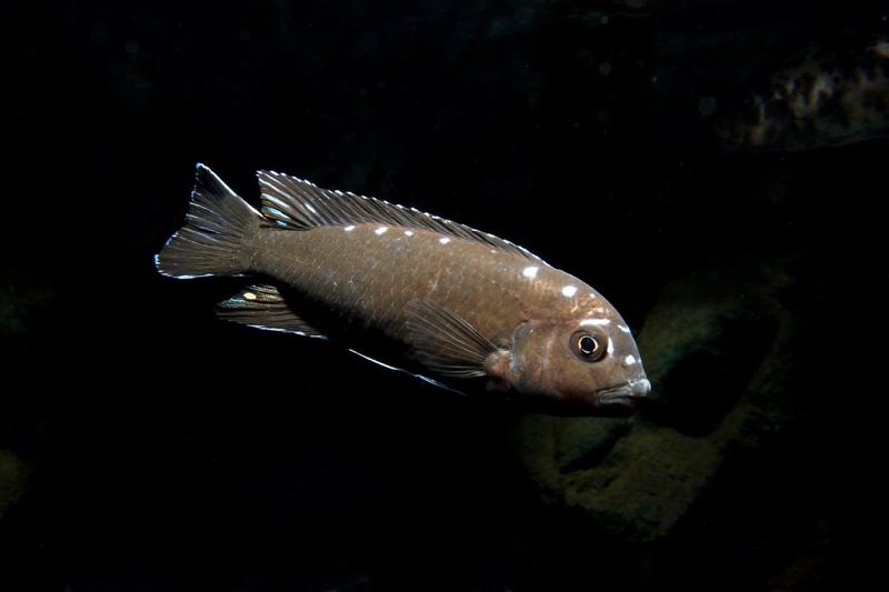 Chindongo sp. 'elongatus spot' Hai Reef